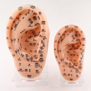 23 सेमी पारंपरिक चीनी चिकित्सा ऑरिकुलर पॉइंट मॉडल दोहरी भाषा शरीर सुरक्षा फ़ंक्शन के साथ कान अभ्यास - Product Image 1