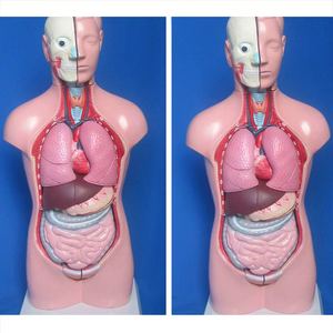 जीव विज्ञान के लिए चिकित्सा मॉडल 45 सेमी मानव शरीर रचना टोरी 23 भागों सिर गर्दन और ट्रंक मॉडल - Product Image 4