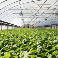 Serre tunnel agricole grand format à faible coût, structure métallique commerciale préfabriquée, film anti-goutte, couverture PE monocouche, multi-travées