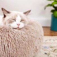 Coussin de voyage anti-anxiété pour chat, 50 cm, moderne, en fausse fourrure solide, rembourrage en coton, non amovible, toutes saisons