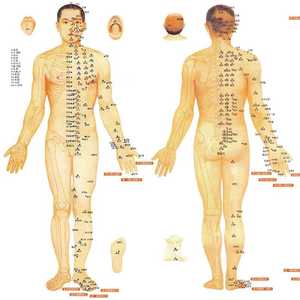Cartes d'<span class=keywords><strong>acupuncture</strong></span> médicale chinoise claires, points, corps humain, carte des méridiens des points d'<span class=keywords><strong>acupuncture</strong></span> - Product Image 1
