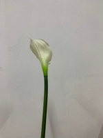 Nouvelle Collection 2026 : Fleurs Artificielles Calla Lily Effet Naturel, Longues Tiges, Idéales pour la Décoration Intérieure, Mariages et Cérémonies Nuptiales
