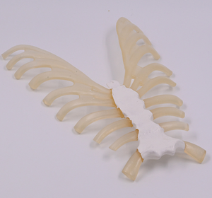 Modelo de <span class=keywords><strong>Esqueleto</strong></span> Humano de PVC para Enseñanza Médica, Tamaño Real, con Costillas Dispersas y Cartílago Costal - Product Image 4