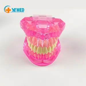 Many Colors Human Body Plastic PVC Medical Dental Care Models Transparent Tooth Models at Best Price