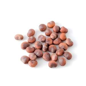 Semillas de Baobab Secas de Grado Alimenticio para Plantaciones Sostenibles de Árboles, Adansonia Digitata Ecológica, LAKE FARMS - Product Image 1