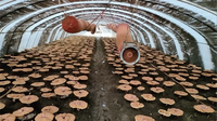 Poudre de spores de Reishi, acides ganoderiques, nucléosides, triterpénoides, qualité alimentaire, entièrement homologuée et certifiée, essence