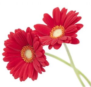 <span class=keywords><strong>Acmella</strong></span> <span class=keywords><strong>Oleracea</strong></span> PE天然ハーブ化粧品材料<span class=keywords><strong>Acmella</strong></span> <span class=keywords><strong>Oleracea</strong></span>エキス - Product Image 2