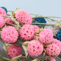 Penjualan terlaris kering alami Craspedia Billy bola bunga indah Sweetgum buah untuk pesta dekorasi rumah DIY pengaturan bunga