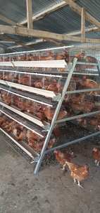 Cage à batterie neuve pour 1000 poulets Levage italien - Product Image 2