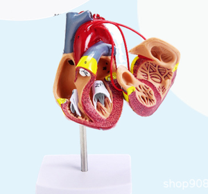 Modelo de enseñanza y entrenamiento médico-Modelo de anatomía cardíaca - Product Image 4
