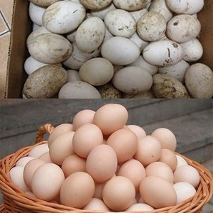 पेशे 220v फूड प्रोसेसर पोल्ट्री फार्म उपकरण चिकन बतख अंडे की सफाई - Product Image 6