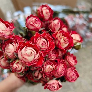 Flor de rosas secas de rosas de varias cabezas de flores de Venta caliente G140 para decoración/hogar/boda para Arreglo de ramo de flores - Product Image 2