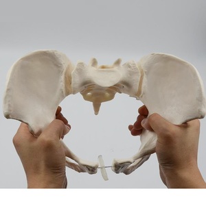 Modelo de Pelvis Móvil XR Mini, Huesos de Sacro, Cadera y Pelvis, Flexibles y Giratorios, <span class=keywords><strong>Esqueleto</strong></span> <span class=keywords><strong>Humano</strong></span>, Anatomía, Ayuda para la Rehabilitación y Enseñanza - Product Image 3