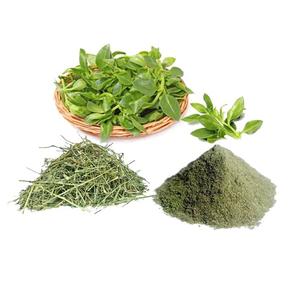 Polvo de extracto de Andrographis Paniculata de grado premium, ingrediente Kalmegh Natural utilizado en aditivos alimentarios ricos en nutrientes - Product Image 4