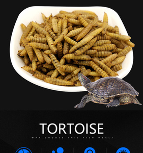 Khô Đen Soldier Fly Cho Bò Sát Thức Ăn Rù<span class=keywords><strong>a</strong></span> Thức Ăn Chim Thức Ăn Cá - Product Image 5