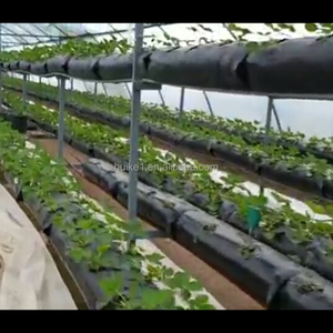 Yüksek kaliteli ısmarlama uzun şerit dikim çanta, plastik yetiştirme çanta, çilek dikim çanta - Product Image 6