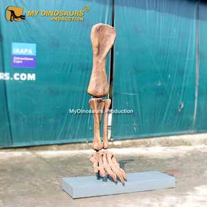 MON DINO <span class=keywords><strong>DS118</strong></span> Musée Exposition Réaliste Dinosaure Jambe Fossiles - Product Image 2