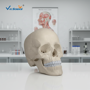Modèle d'osselet humain en ostéopathie, 22 parties, version anatomique, modèle d'anatomie du crâne, modèle <span class=keywords><strong>de</strong></span> base du crâne - Product Image 2