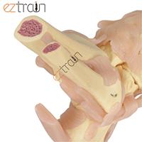 Modèle anatomique de pied grandeur nature avec ligaments, en PVC, pour l'enseignement scientifique et la science médicale