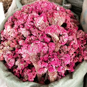 Flor de gallo seca natural de alta calidad, flor de <span class=keywords><strong>celosia</strong></span> cristata blanca/roja - Product Image 6