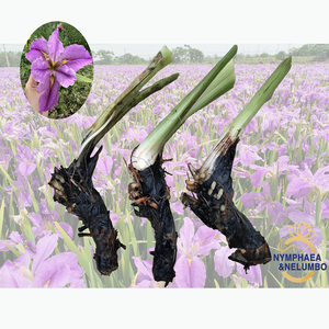 Iris 'From Thismoment' - une plante aquatique adaptée aux bassins de jardin et aux serres - Iris 'From Thismoment' - Product Image 1