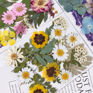 ZS038 20PCS Flor Seca Pressionado Mixed Pack DIY Natural Flores Secas Pacote de Resina Maquiagem - Product Image 3