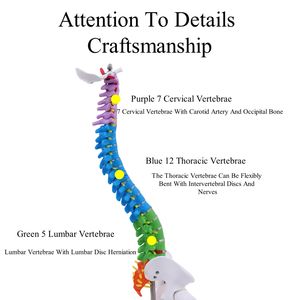 Анатомическая Гибкая хиропрактика медицинская научная модель позвоночника человеческий позвоночник обучающий инструмент - Product Image 5