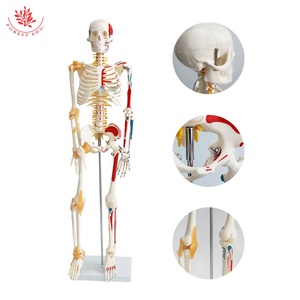 Modelo de anatomía del <span class=keywords><strong>esqueleto</strong></span> humano médico FRT011, modelo de <span class=keywords><strong>esqueleto</strong></span> humano Vertical con base, modelo de <span class=keywords><strong>esqueleto</strong></span> de medio lado <span class=keywords><strong>y</strong></span> ligamento muscular - Product Image 6
