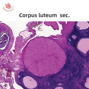 Mikroskop vorbereitete Objektträger des weiblichen Fort pflanzung systems 6 Artikel Eierstock-Folien biologie für pädagogische Zwecke Histologie-Objektträger - Product Image 6