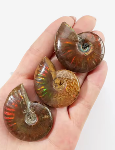 Vente en gros : Spécimen d'<span class=keywords><strong>Ammonite</strong></span> opaline irisée, cristal de guérison naturel avec support de présentation pour la décoration intérieure Feng Shui - Product Image 2