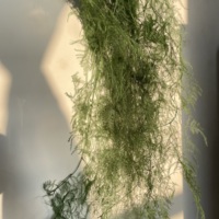 Asperges stabilisées congelées en gros de Chine, plantes préservées, asperges blanches et vertes séchées, fougères préservées pour la décoration d'événements