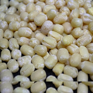 ถั่วอูราดอินเดียแท้ 100% ผลผลิตใหม่ เกรดพรีเมียม FitTree International Gujarat อายุการเก็บรักษา 24 เดือน อาหารนำเข้าจากทั่วโลก - Product Image 1