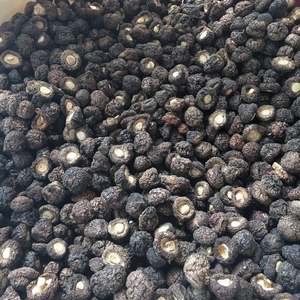 Champignons Shiitake bruts cultivés en vrac, <span class=keywords><strong>de</strong></span> qualité supérieure, 1,5-2 cm, petits, pour l'hiver - Product Image 3