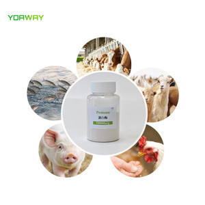 Poudre alcaline Cas 9014 d'enzymes de protéase de catégorie comestible de catégorie d'alimentation d'approvisionnement d'usine - Product Image 4