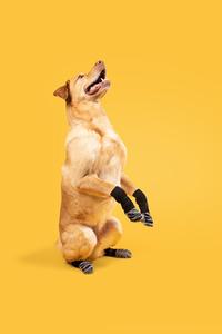 Calzini antiscivolo per animali domestici gatti e cani zampe protettive per interni silenziose scarpe regolabili possono essere personalizzate logo di imballaggio - Product Image 5