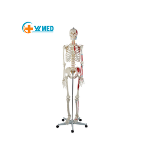 Modello di Scheletro Umano Naturale da 180 cm per Insegnamento Medico, in PVC, per Formazione in Anatomia e Biologia YULIN CN HEN - Product Image 1