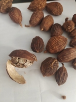 Nouvelle Récolte de Cardamome Noire Chinoise Entière Séchée (AD Cao Guo Amomum Tsaoko) 25Kg – Emballage OEM Disponible, Approvisionnement en Gros