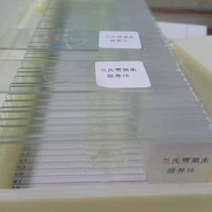 1 pièce de lame préparée de trophozoites de Giardia lamblia, parasite - Product Image 5