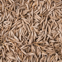 Semillas de Bambú Dendrocalamus Strictus de Crecimiento Rápido, Sin GMO, 90-95% de Germinación, 10-12 Días, Altura de Cultivo de 40-60 pies, Semillas de Bambú Sin GMO