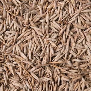 Semillas de Bambú Dendrocalamus Strictus de Crecimiento Rápido, Sin GMO, 90-95% de Germinación, 10-12 Días, Altura de Cultivo de 40-60 pies, Semillas de Bambú Sin GMO - Product Image 1