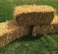 Tondeuse à tambour électrique DC 185, pour ferme et préparation d'alimentation, outils