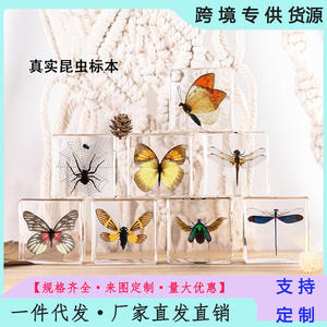 Espécimen de Mariposa Real en Resina, Artesanía Artística, Decoración, Regalo, Recuerdo, Adorno Creativo - Product Image 2