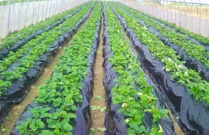 Película de plástico para agricultura, filme preto para cobertura de plantas e vegetais