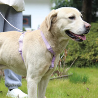 Accessoires pour animaux de compagnie Fournitures Logo personnalisé imperméable en caoutchouc gilet réglable Pvc enduit sangle Silicone chien harnais et laisse ensemble