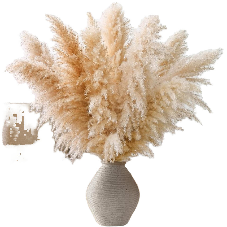 Erba Della Pampa Decorativa Alta - Steli Essiccati Naturali 43-92 Cm Per Vasi Da Interno