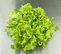 Hydroponique multicouche de la ferme de laitue verticale Reinfa Nft avec LED à spectre complet pour un rendement maximal