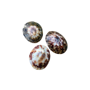 Décor de plage marron ivoire ovale limpet coquille de mer patte escargot coquille approvisionnement en vrac poli coquille d'escargot artisanat du Vietnam - Product Image 4