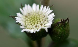 Склад США/ЕС, поставка от производителя, натуральный растительный экстракт, 4:1-20:1, Eclipta Prostrata/Eclipta, экстракт Alba - Product Image 2