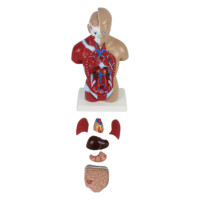 Modèles de torse humain grandeur nature de 28 cm pour l'enseignement des sciences médicales, avec des organes amovibles et 7 parties pour l'éducation scolaire