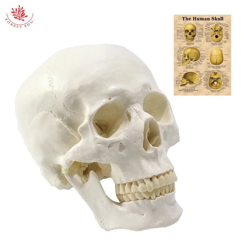 FRT019 scienza medica modello di scheletro della testa di anatomia del cranio bianco puro anatomico medico in plastica a grandezza naturale